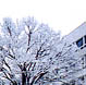 ゆき　洗足学園　短期大学同窓会